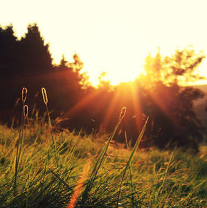 Meet your Posher, Sharanjit